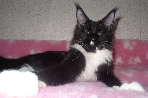 Лексус котик мейн кун в Москве фото 5