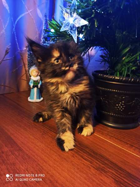 Продажа котят мейн кунов в Снежинске фото 15