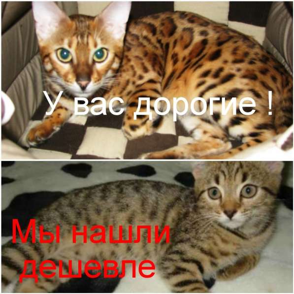 Бенгальские котята Питомник бенгальских кошек sunnybunny в фото 4