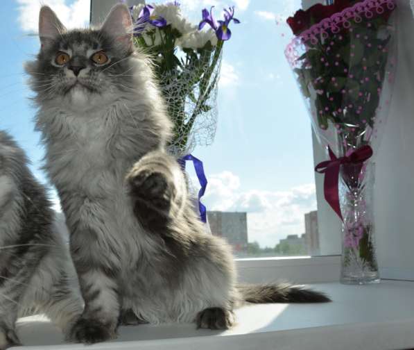 Свободны шикарные котята мэйн-кун редких окрасов в Ярославле фото 4