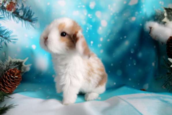 Продажа вислоухих мини-крольчат на новый год в Москве фото 3