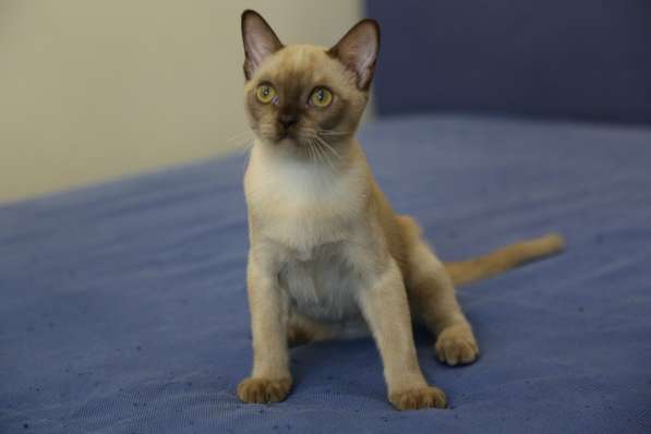 Котята традиционной американской бурмы в Москве фото 6