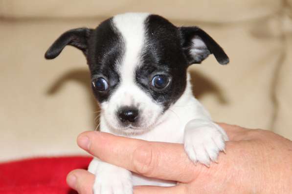 Милашка ищет дом в Самаре фото 8