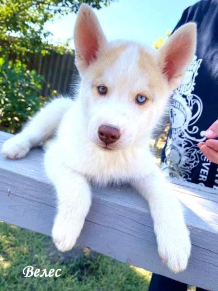 Щенки сибирский хаски в Ростове-на-Дону фото 12