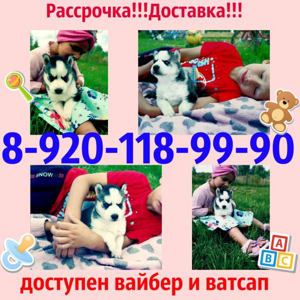 Щеночек хаски голубенькие глазки в Ярославле