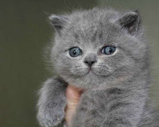 Британские котята голубого окраса