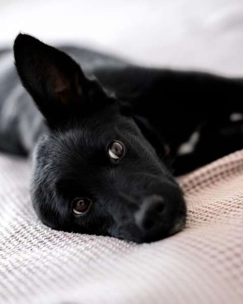 Молли — классическая чёрная собака-метис ищет дом в Москве фото 6