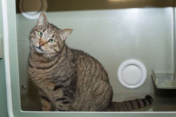 Вера - кошка с изюминкой в самые добрые руки! в Москве фото 3