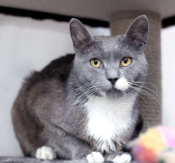 Русский голубой ласковый кот Амур в дар в Москве