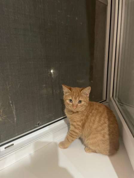 Котенок в Тимашевске фото 3