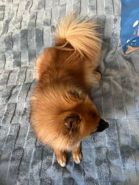 Шпиц в Оренбурге