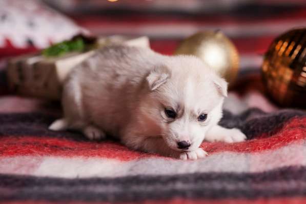 Открыта бронь на щенков хаски в Москве фото 7