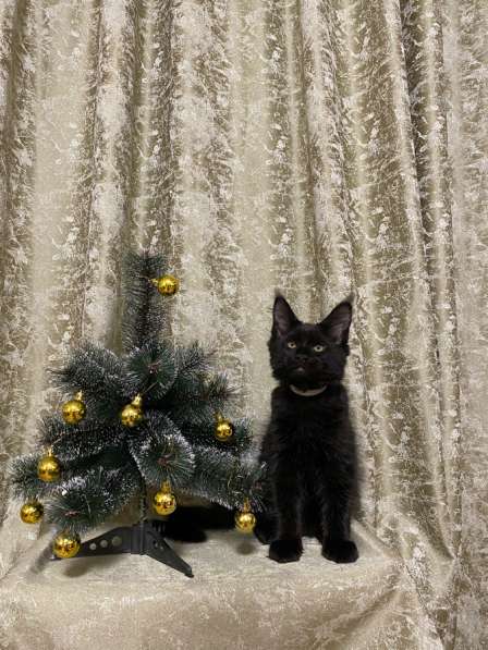 Котята породы мейн-кун