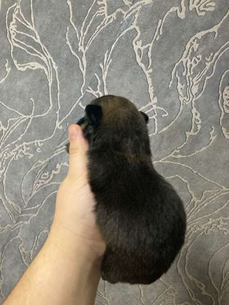 Продам щенков шпица в Иванове фото 5