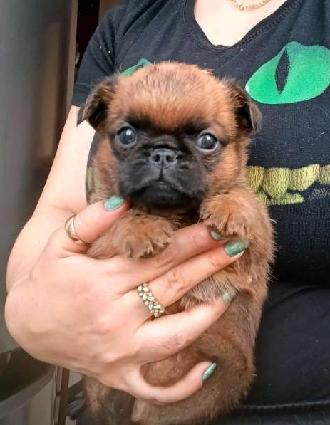 Рыжий мальчик пти-брабансон в Москве фото 3