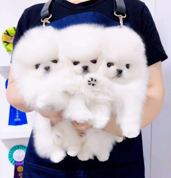 Померанского шпица