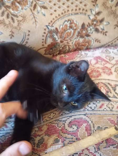 Самый лучший котенок в фото 3