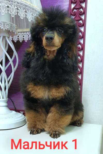 Пуделята фантомы щенки в Москве фото 6