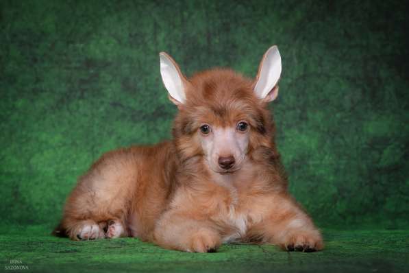 КХС в Москве фото 14