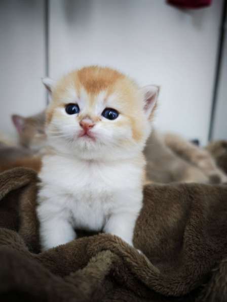 Британские котята в окрасе золотая шиншилла в фото 3