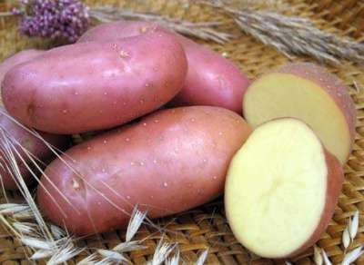 Семенной картофель из Беларуси в Смоленске