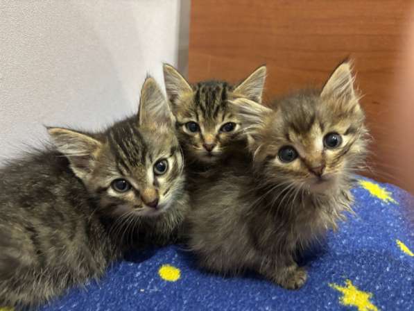 Подкинули котят ?отдаем в добрые руки в Якутске