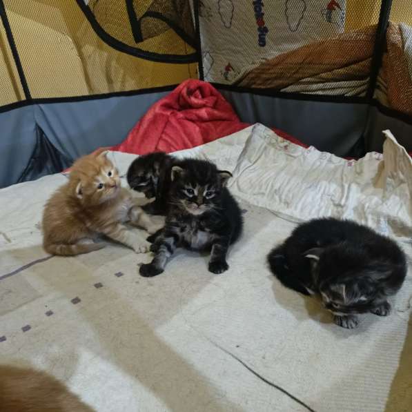 Мейн- кун, питомник в 