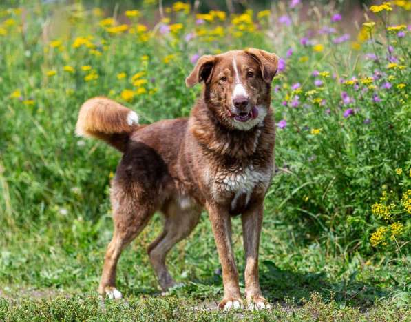 Молодой весёлый Барни в добрые руки! в Москве фото 11