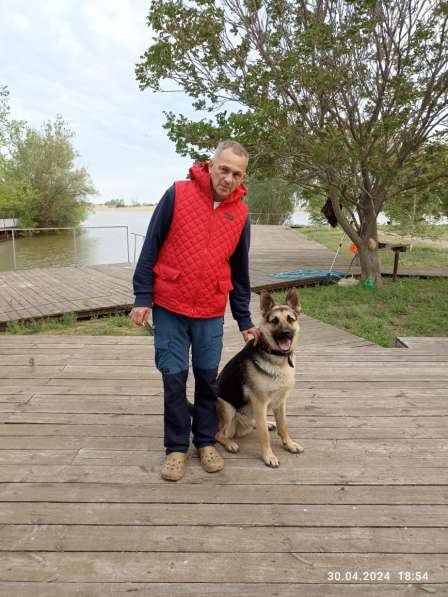 Вязка кобель восточноевропейская овчарка в Бронницах