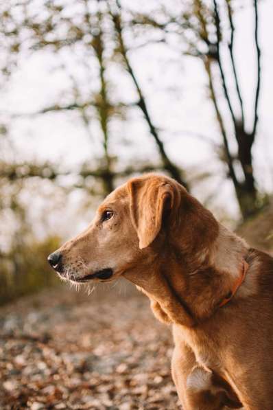 Рыжулик- метис русской гончей в добрые руки! в Москве фото 9