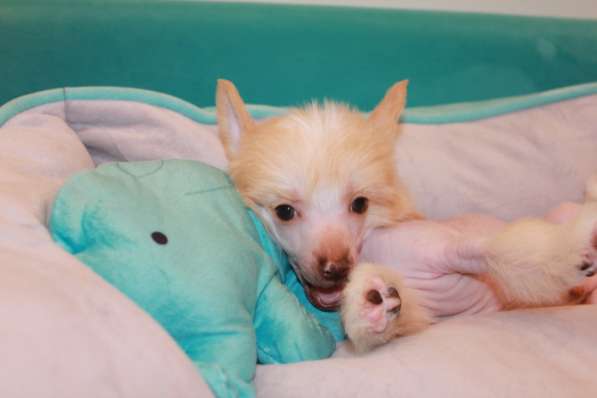 Щенок КХС в Москве фото 20