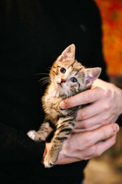 Отдам даром Очаровательные малыши ищут дом в Санкт-Петербурге