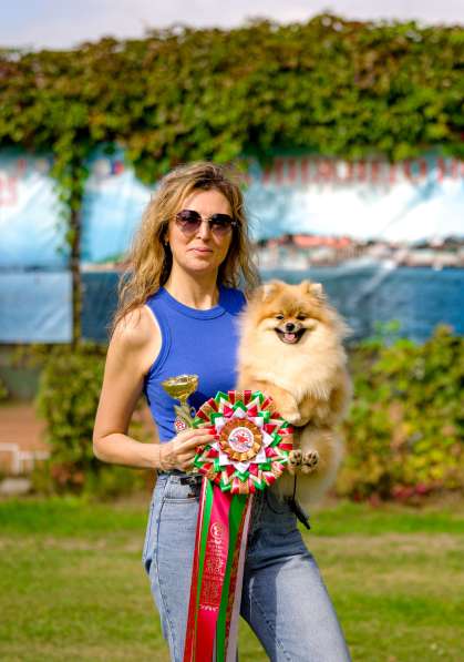 Pomeranian puppy в 