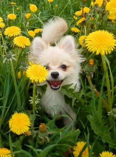 Щенок немецкого шпица в Санкт-Петербурге фото 5