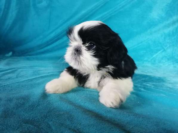 Щенок Ши-тцу из питомника продается. Мальчик Бело-черный в Москве