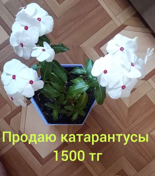 Катарантусы разных расцветок продаю в фото 9