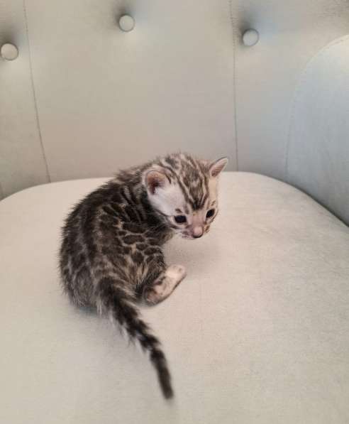 Бенгальские котята в Санкт-Петербурге фото 4