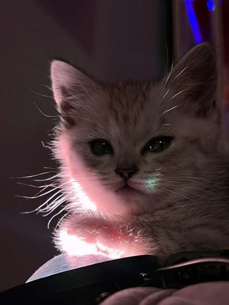 Котенок в Махачкале фото 3