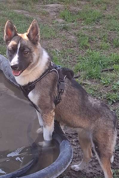 Бэллочка ждёт вас, самых лучших!!! в Москве фото 4