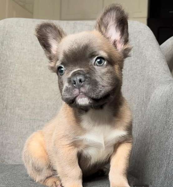 French bulldog. Fluffy boy в фото 3