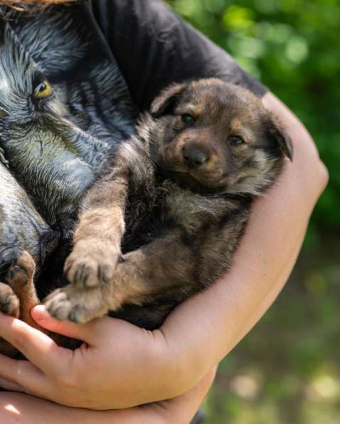 Щенята — почти волчата ищут дом в Москве фото 4