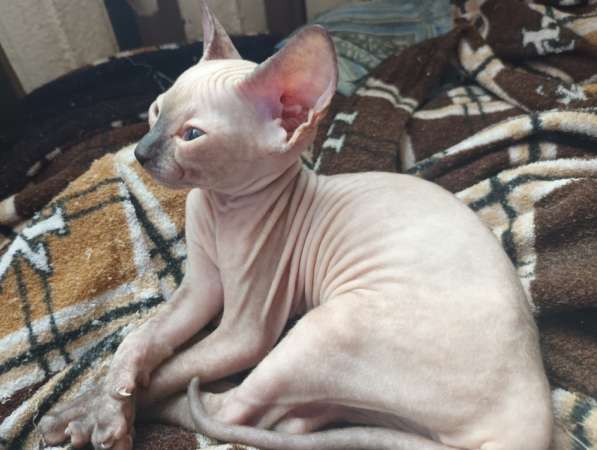 Котята (донской сфинкс) ищут папумаму в фото 5