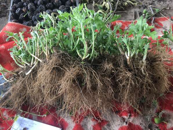 Корни хризантемы