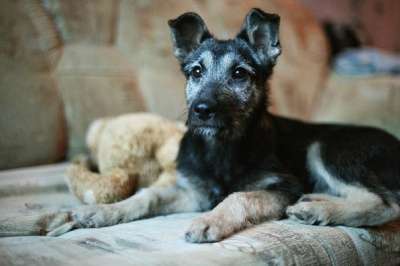 Отдам даром Малыш Перчик в поисках дома в Санкт-Петербурге