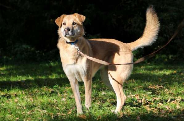 Чудесная Барабулька ищет дом и любящую семью! в Москве фото 4