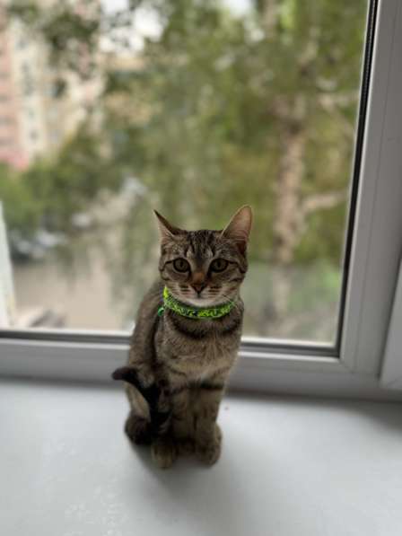 Котёнок в Челябинске