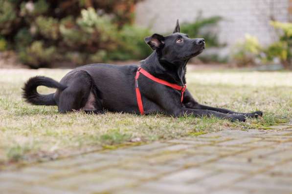 Добрый весёлый пёс Стич срочно ищет дом в фото 6