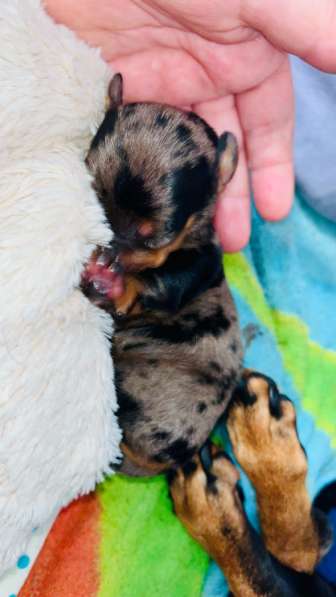 Стандартные щенки таксы в Москве фото 3