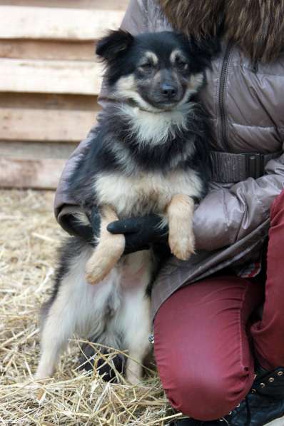 Метис шпица пушистый пёсик Даниэль в дар в Москве фото 3