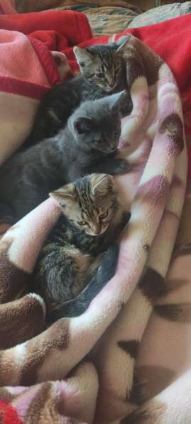 Котенок в добрые руки в фото 6